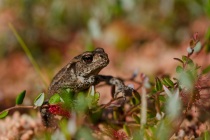 Ropucha szara (Bufo bufo)