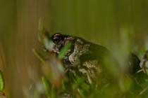 Ropucha szara (Bufo bufo)