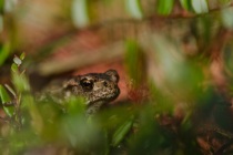 Ropucha szara (Bufo bufo)