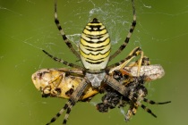 Tygrzyk paskowany (Argiope bruennichi)