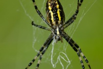 Tygrzyk paskowany (Argiope bruennichi)