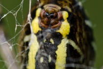 Tygrzyk paskowany (Argiope bruennichi)