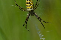 Tygrzyk paskowany (Argiope bruennichi)