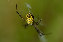 Tygrzyk paskowany (Argiope bruennichi)