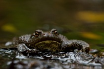 Ropucha szara (Bufo bufo)