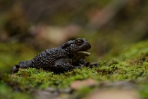 Ropucha szara (Bufo bufo)