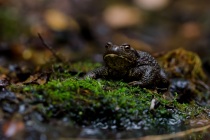 Ropucha szara (Bufo bufo)