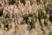 Wrzos zwyczajny (Calluna vulgaris)