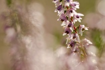 Wrzos zwyczajny (Calluna vulgaris)