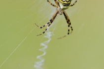 Tygrzyk paskowany (Argiope bruennichi)