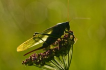 Pasikonik zielony (Tettigoria viridissima)