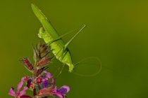 Długoskrzydlak sierposz (Phaneroptera falcata)