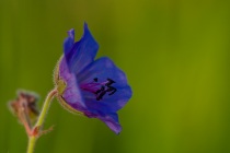 Bodziszek łąkowy (Geranium pratense)