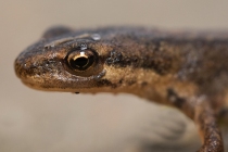 Traszka zwyczajna (Lissotriton vulgaris)