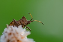 Wtyk straszyk (Coreus marginatus)