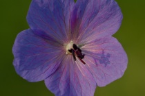 Bodziszek łąkowy (Geranium pratense)