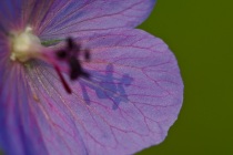 Bodziszek łąkowy (Geranium pratense)