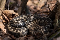 Żmija zygzakowata (Vipera berus)