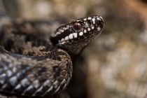 Żmija zygzakowata (Vipera berus)