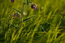 Żywokost lekarski (Symphytum officinale)