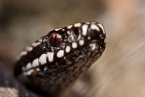 Żmija zygzakowata (Vipera berus)