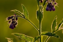 Żywokost lekarski (Symphytum officinale)