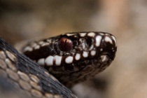 Żmija zygzakowata (Vipera berus)