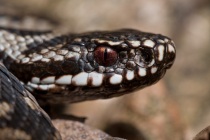 Żmija zygzakowata (Vipera berus)