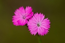 Goździk kartuzek (Dianthus carthusianorum)