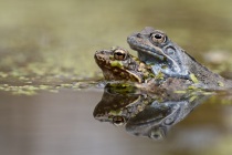 Żaba trawna (Rana temporaria)