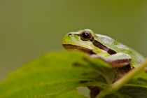 Rzekotka drzewna (Hyla arborea)