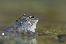 Żaba trawna (Rana temporaria)