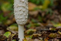 Czernidłak kołpakowaty (Coprinus comatus)