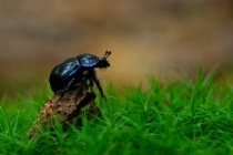 Żuk leśny (Anoplotrupes stercorosus)