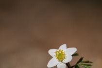 Zawilec gajowy (Anemone nemorosa L.)