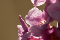 Wawrzynek wilczełyko (Daphne mezereum)