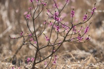 Wawrzynek wilczełyko (Daphne mezereum)