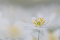 Zawilec gajowy (Anemone nemorosa)