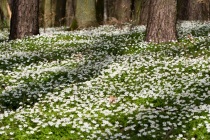 Zawilec gajowy (Anemone nemorosa)