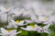 Zawilec gajowy (Anemone nemorosa)