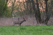 Sarna europejska (Capreolus capreolus)