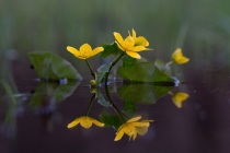 Knieć błotna, kaczeniec, kaczyniec, kaczyniec błotny (Caltha palustris L.)