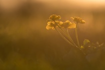 Knieć błotna, kaczeniec, kaczyniec, kaczyniec błotny (Caltha palustris L.)