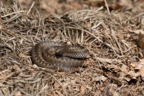 Żmija zygzakowata (Vipera berus)