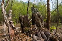 Żmija zygzakowata (Vipera berus)