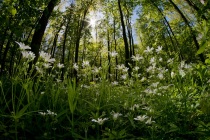 Gwiazdnica wielkokwiatowa (Stellaria holostea)