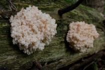 Soplówka jodłowa (Hericium alpestre Pers.)