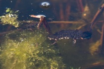 Traszka grzebieniasta (Triturus cristatus) samiec