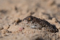 Grzebiuszka ziemna, huczek (Pelobates fuscus)