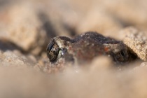 Grzebiuszka ziemna, huczek (Pelobates fuscus)